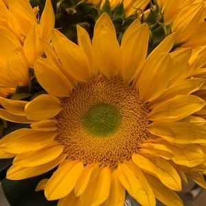 Meet your Posher, Ly